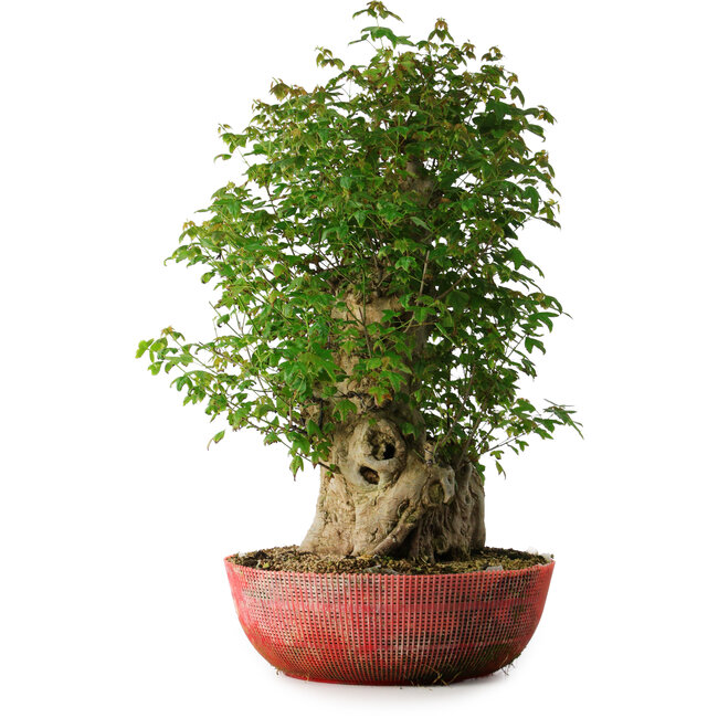 Acer buergerianum, 58 cm, ± 35 years old, with a nebari of 23 cm