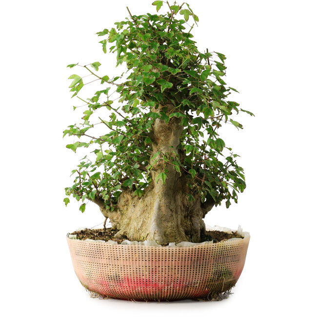 Acer buergerianum, 45 cm, ± 35 ans, avec un nebari de 22 cm