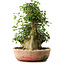 Acer buergerianum, 45 cm, ± 35 años, con un nebari de 22 cm