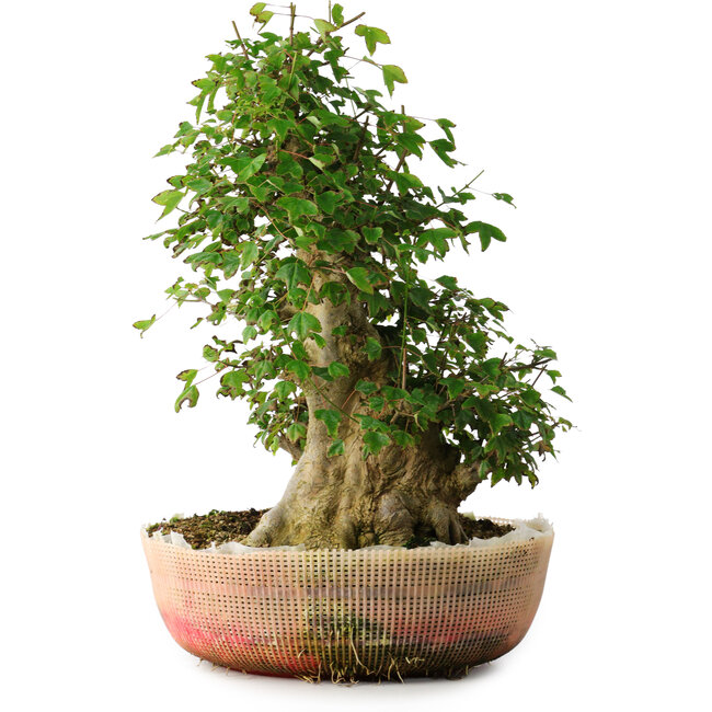 Acer buergerianum, 45 cm, ± 35 anni, con un nebari di 22 cm