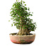 Acer buergerianum, 45 cm, ± 35 años, con un nebari de 22 cm