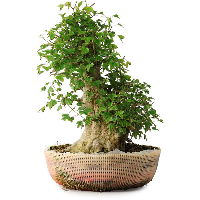 Acer buergerianum, 45 cm, ± 35 Jahre alt, mit einem Nebari von 22 cm