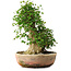 Acer buergerianum, 45 cm, ± 35 años, con un nebari de 22 cm