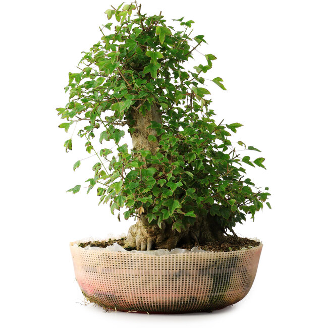 Acer buergerianum, 45 cm, ± 35 years old, with a nebari of 22 cm