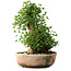 Acer buergerianum, 45 cm, ± 35 años, con un nebari de 22 cm