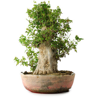 Acer buergerianum, 49 cm, ± 35 años