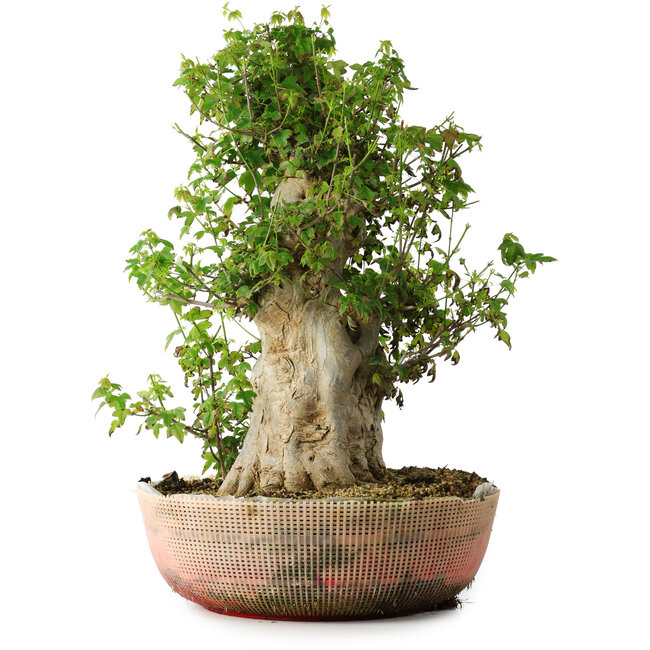 Acer buergerianum, 49 cm, ± 35 años