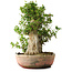 Acer buergerianum, 49 cm, ± 35 años