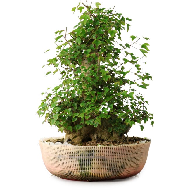 Acer buergerianum, 45 cm, ± 35 anni, con un nebari di 22 cm