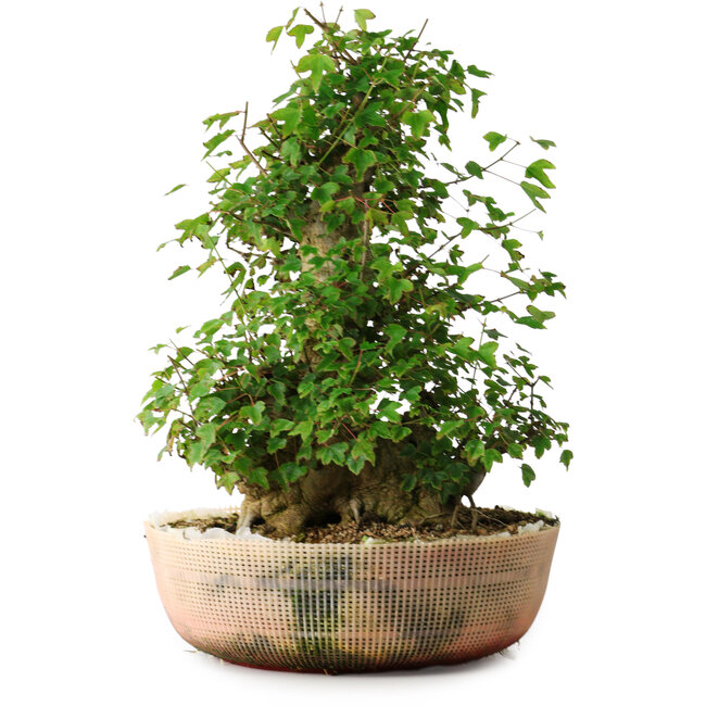 Acer buergerianum, 45 cm, ± 35 years old, with a nebari of 22 cm