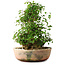 Acer buergerianum, 45 cm, ± 35 años, con un nebari de 22 cm