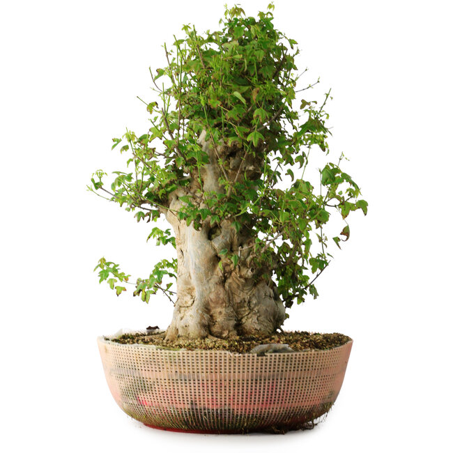 Acer buergerianum, 49 cm, ± 35 anni