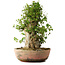 Acer buergerianum, 49 cm, ± 35 años