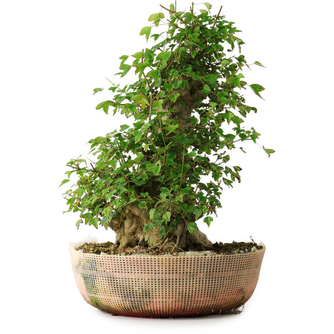 Acer buergerianum, 45 cm, ± 35 ans, avec un nebari de 22 cm