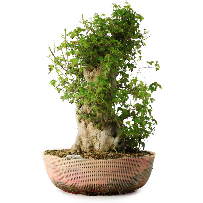 Acer buergerianum, 49 cm, ± 35 jaar oud