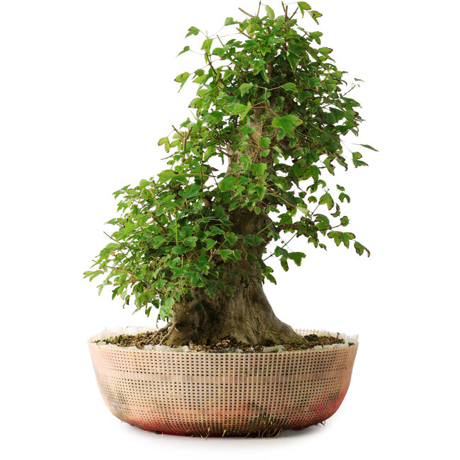 Acer buergerianum, 45 cm, ± 35 Jahre alt, mit einem Nebari von 22 cm