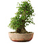 Acer buergerianum, 45 cm, ± 35 años, con un nebari de 22 cm