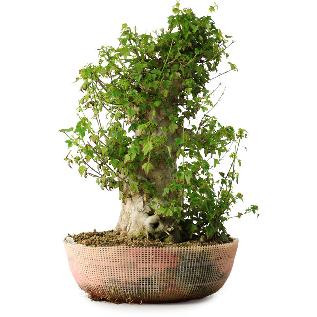 Acer buergerianum, 49 cm, ± 35 ans