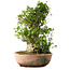 Acer buergerianum, 49 cm, ± 35 años