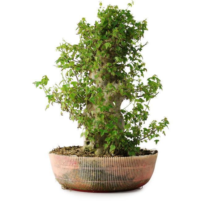 Acer buergerianum, 49 cm, ± 35 años