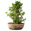 Acer buergerianum, 49 cm, ± 35 años