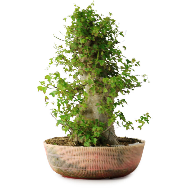 Acer buergerianum, 49 cm, ± 35 jaar oud