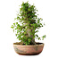 Acer buergerianum, 49 cm, ± 35 años