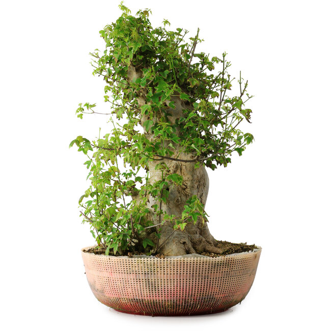 Acer buergerianum, 49 cm, ± 35 anni