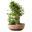 Acer buergerianum, 49 cm, ± 35 años