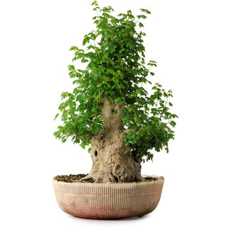 Acer buergerianum, 56 cm, ± 35 años