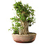 Acer buergerianum, 49 cm, ± 35 años