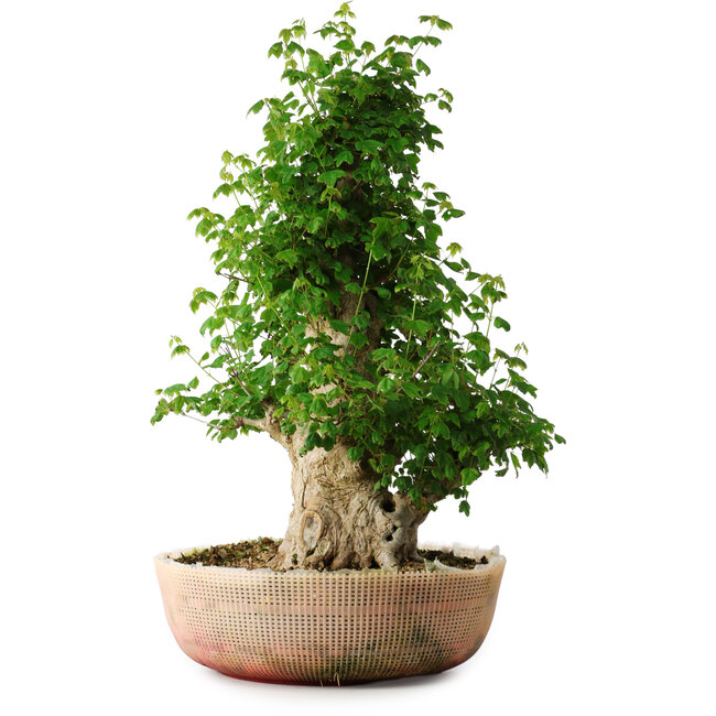 Acer buergerianum, 56 cm, ± 35 years old, with a nebari of 22 cm
