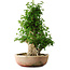 Acer buergerianum, 56 cm, ± 35 años, con un nebari de 22 cm