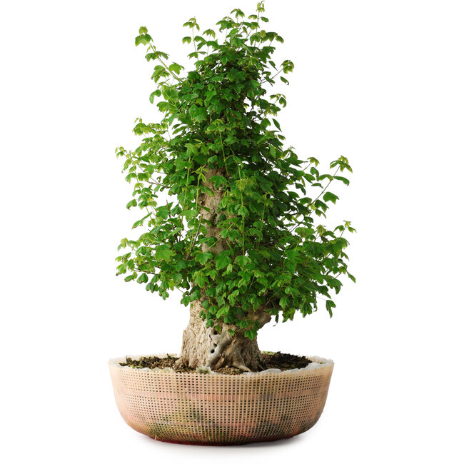 Acer buergerianum, 56 cm, ± 35 years old, with a nebari of 22 cm