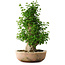 Acer buergerianum, 56 cm, ± 35 años, con un nebari de 22 cm