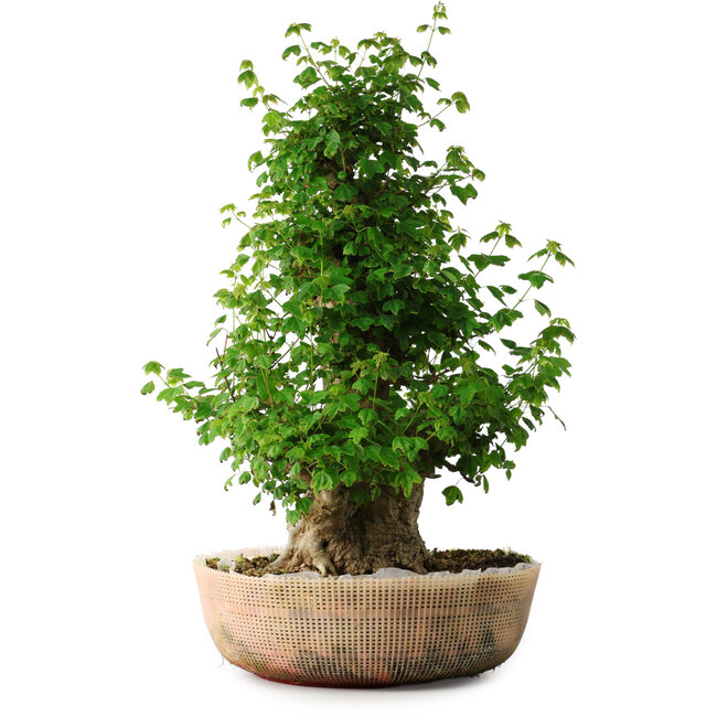 Acer buergerianum, 56 cm, ± 35 years old, with a nebari of 22 cm