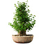 Acer buergerianum, 56 cm, ± 35 años, con un nebari de 22 cm