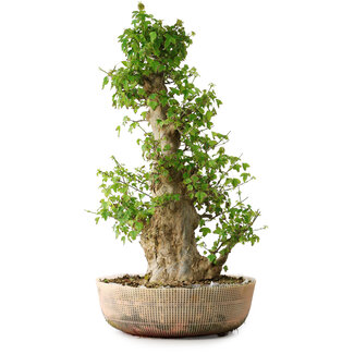 Acer buergerianum, 63 cm, ± 35 años