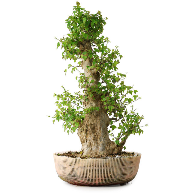 Acer buergerianum, 63 cm, ± 35 años, con un nebari de 19,5 cm