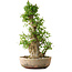 Acer buergerianum, 63 cm, ± 35 años, con un nebari de 19,5 cm