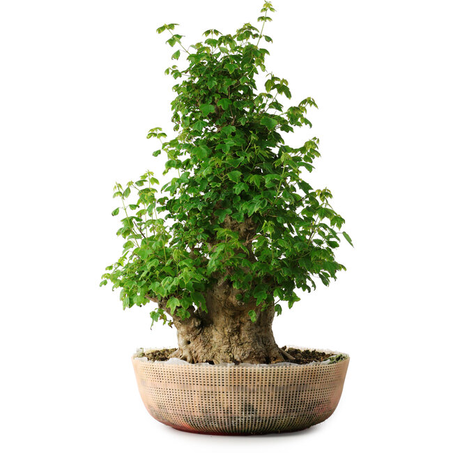 Acer buergerianum, 56 cm, ± 35 years old, with a nebari of 22 cm