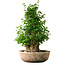 Acer buergerianum, 56 cm, ± 35 años, con un nebari de 22 cm