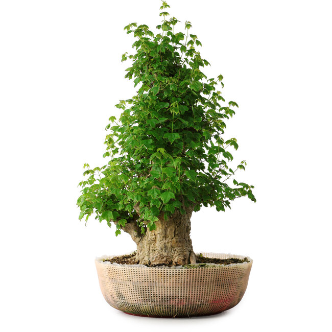 Acer buergerianum, 56 cm, ± 35 años, con un nebari de 22 cm