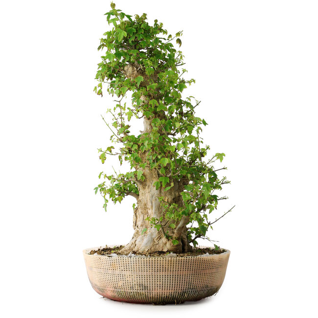 Acer buergerianum, 63 cm, ± 35 ans, avec un nebari de 19,5 cm