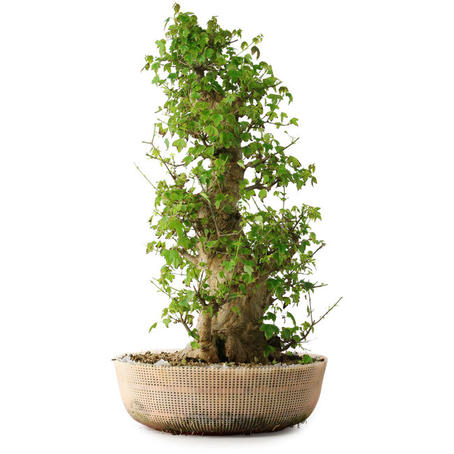 Acer buergerianum, 63 cm, ± 35 jaar oud, met een nebari van 19,5 cm