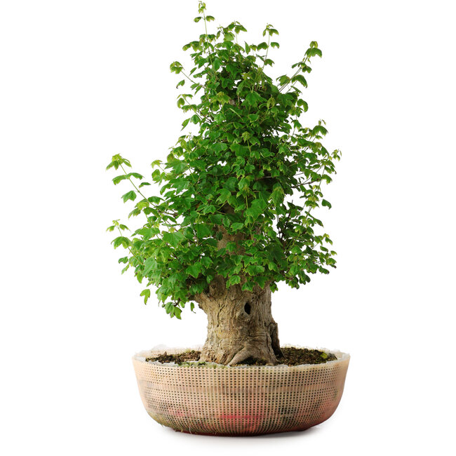 Acer buergerianum, 56 cm, ± 35 ans, avec un nebari de 22 cm