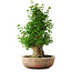 Acer buergerianum, 56 cm, ± 35 años, con un nebari de 22 cm