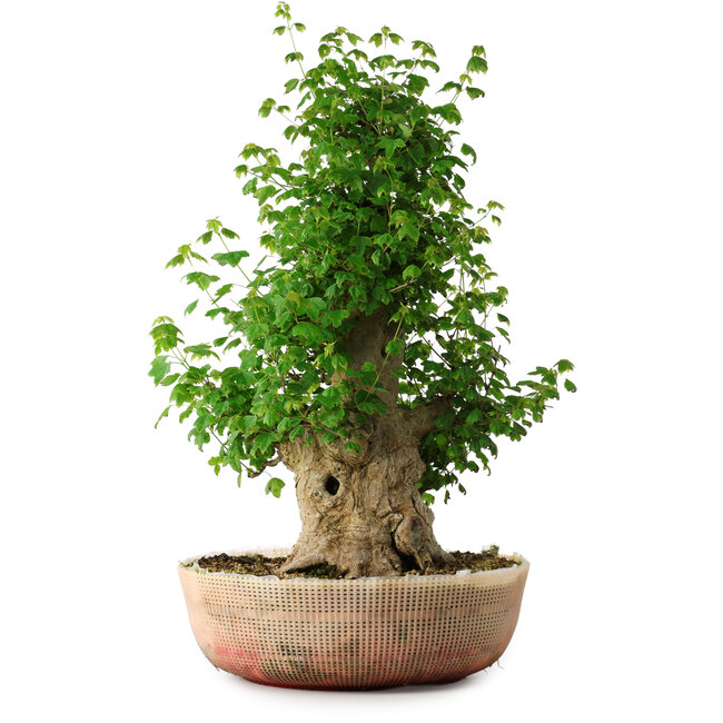 Acer buergerianum, 56 cm, ± 35 jaar oud, met een nebari van 22 cm