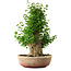 Acer buergerianum, 56 cm, ± 35 años, con un nebari de 22 cm