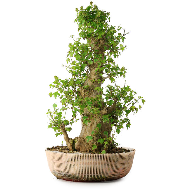 Acer buergerianum, 63 cm, ± 35 años, con un nebari de 19,5 cm